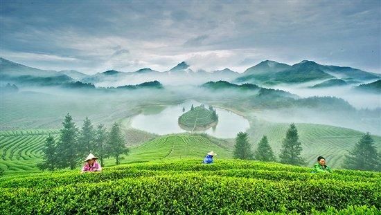 雨前茶是茶中的上品 蚂蚁庄园雨前茶答案[多图]图片3